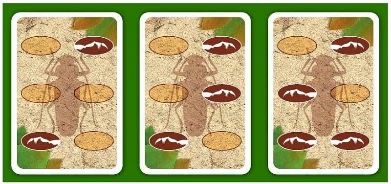 Гонки жуков