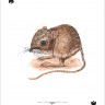 Карты "Endangered Species of the Natural World Playing Cards"